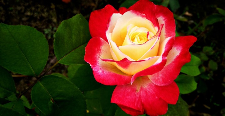 Flouwer