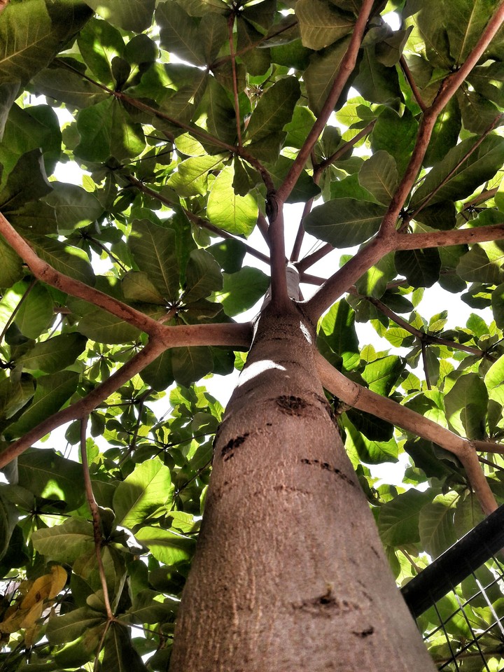 #TreeLove #Nature