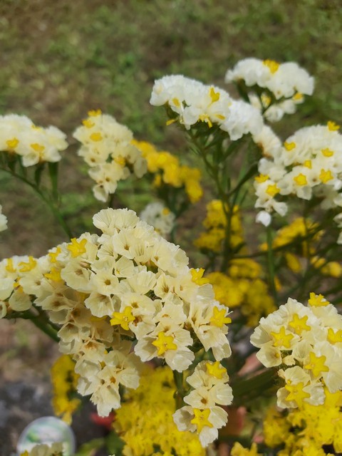 yellow