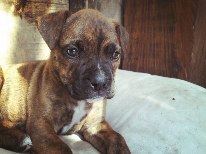 Boxer
