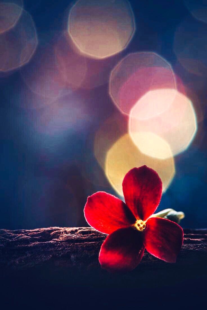 moonlight flower