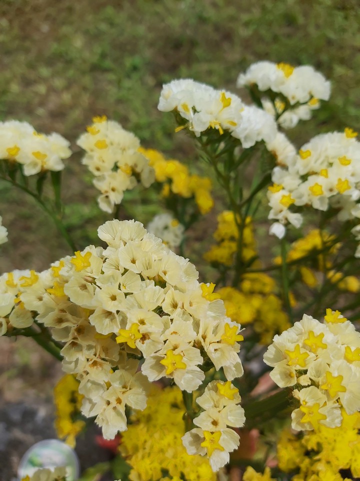 yellow
