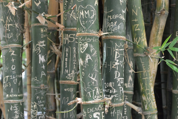 bamboo