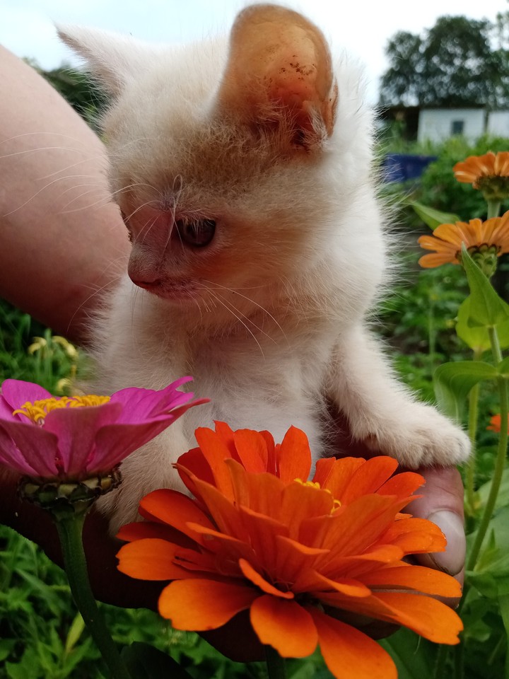 котёнок
