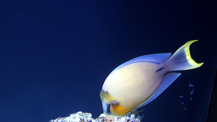 fish