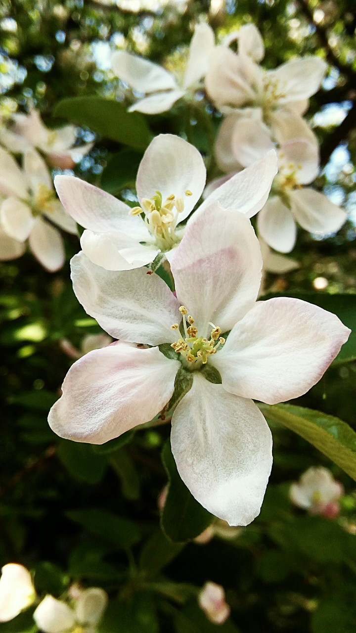 apple blossom