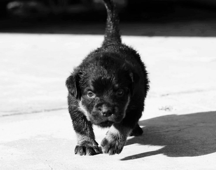 doglover