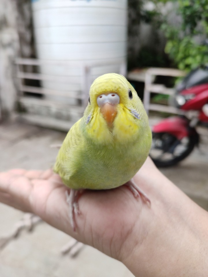 My birdie