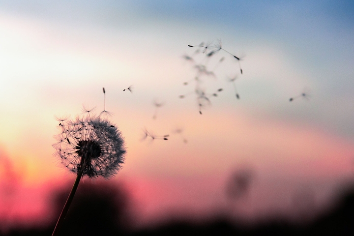 Dandelion ❣