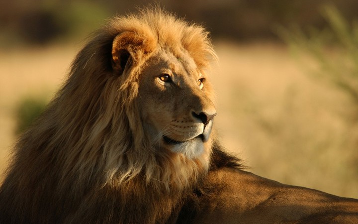 lion