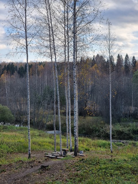 plant, landscapes Hintergrundbilder
