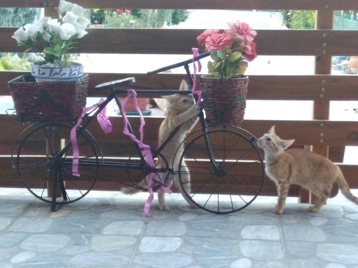 Two funny cats