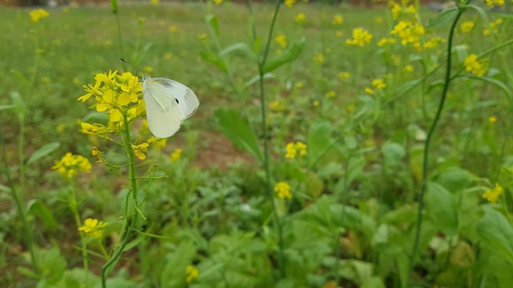 butterfly