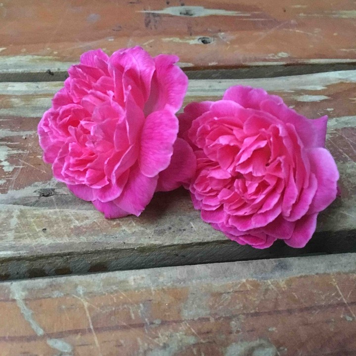 rose