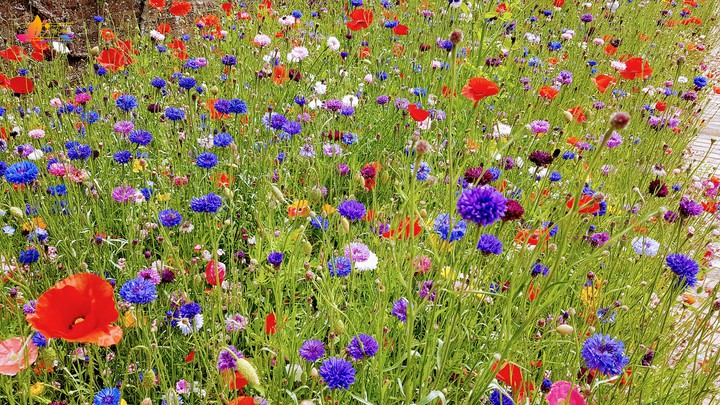 meadow