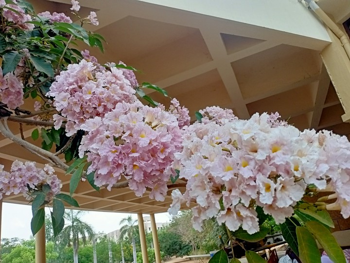 pinkish whitish purled flowers