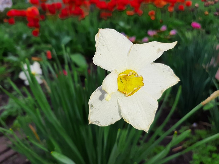 flower