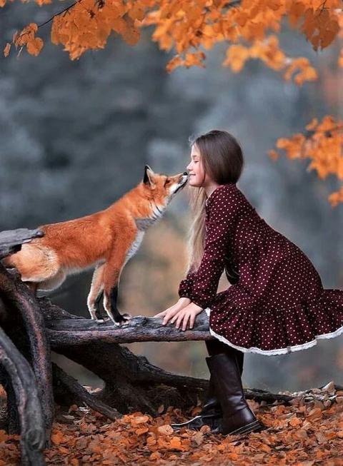 dhole, Fawn वॉलपेपर