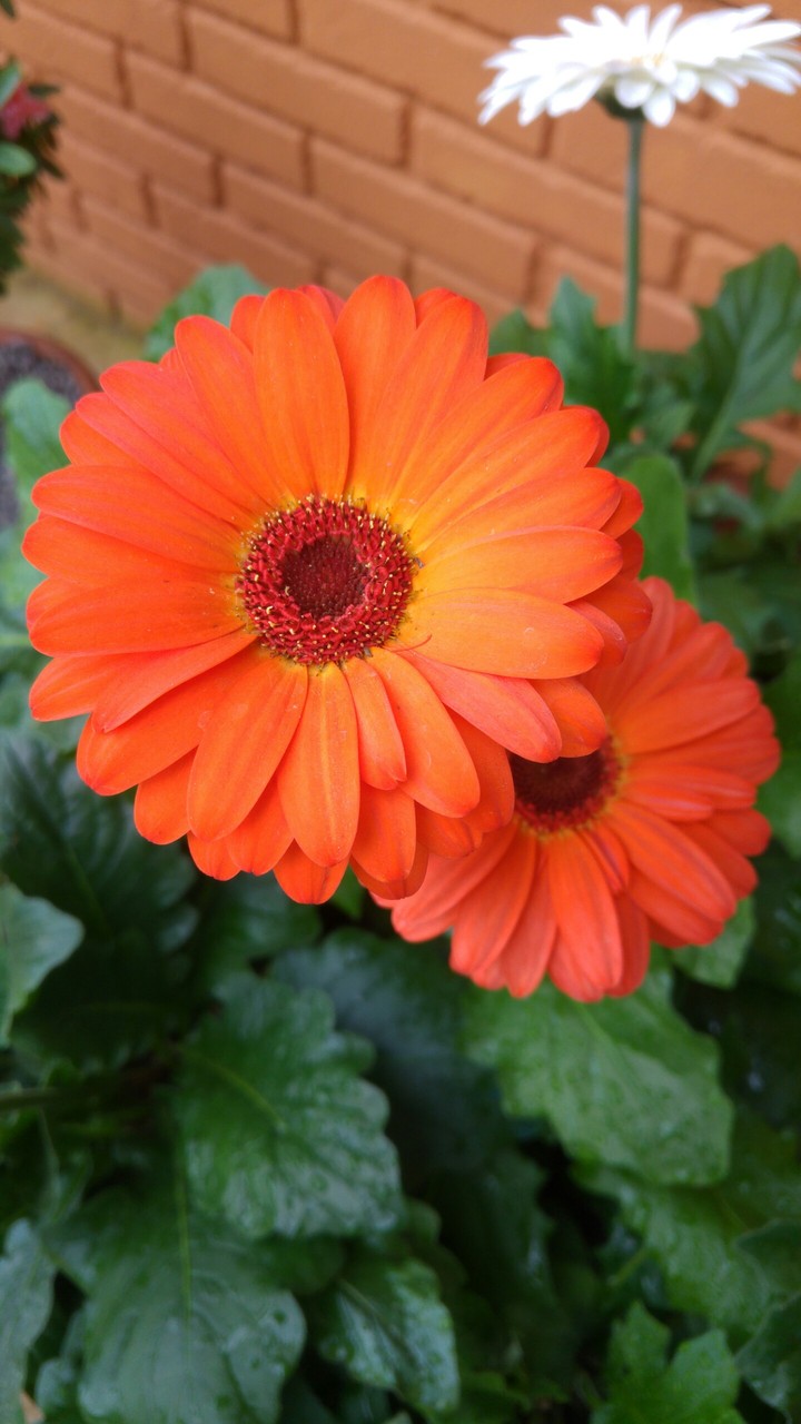 flores