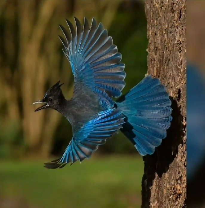 Blue bird?