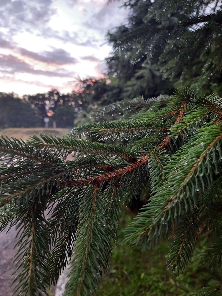after rain