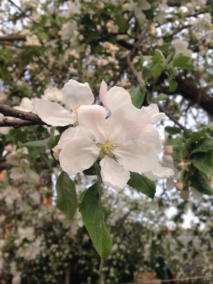 apple tree