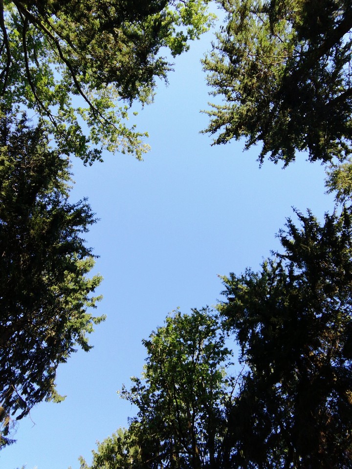 skydive