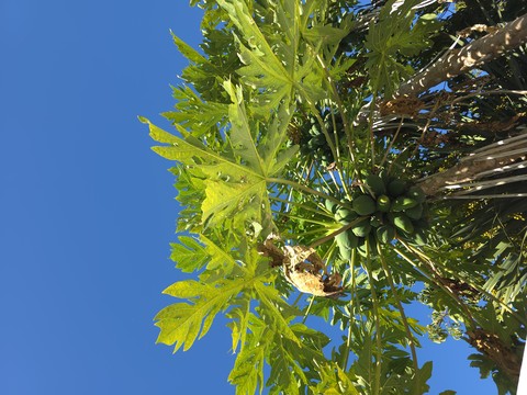 Green, Yellow, Woody_plant