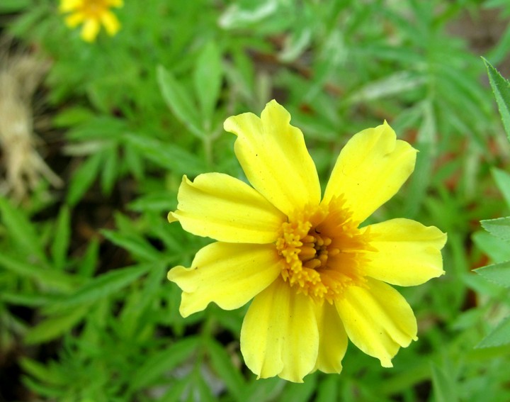 A Flower !