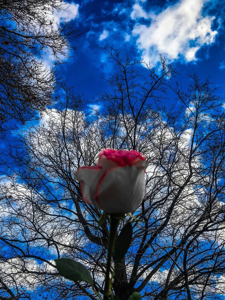 rosy blue