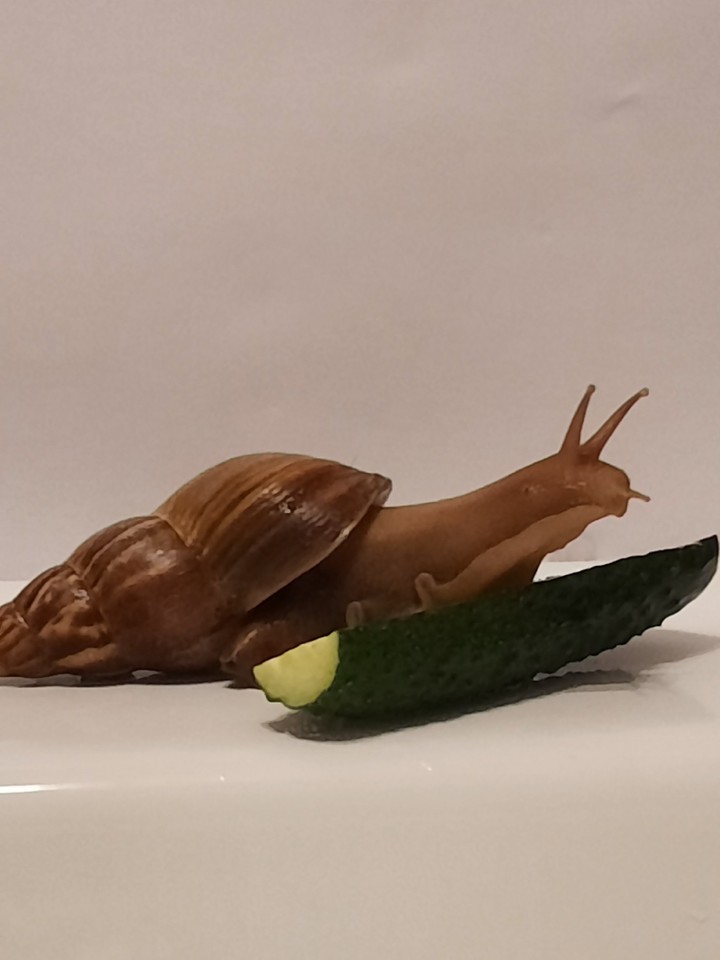 My favourite snail♡