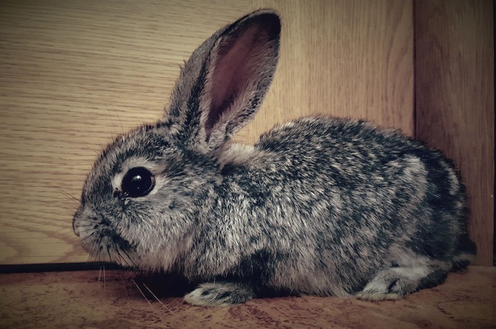 Rabbit Betty