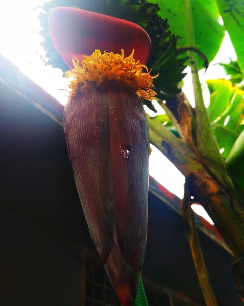 Banana Flower....