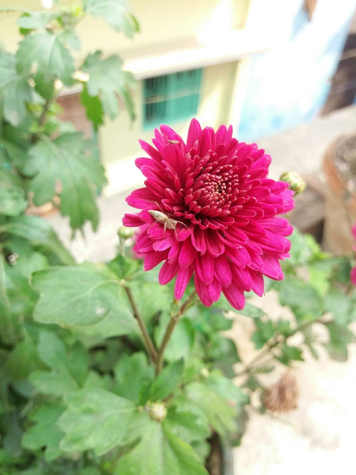 Insect on flower