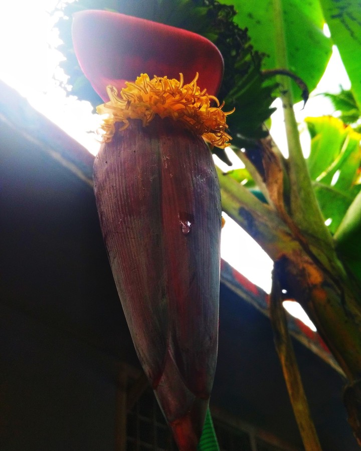 Banana Flower....