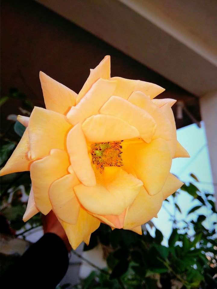 rose