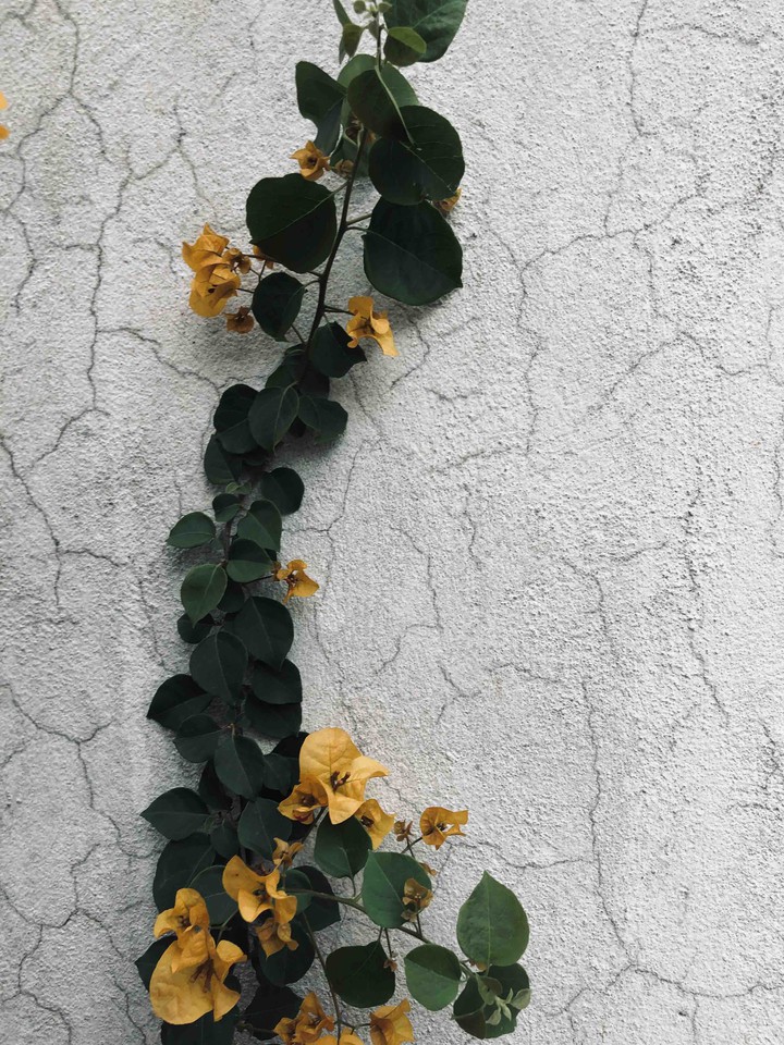 wall
