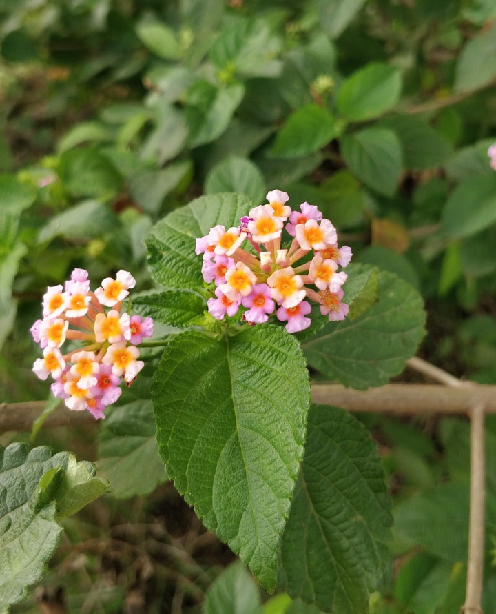 lantana