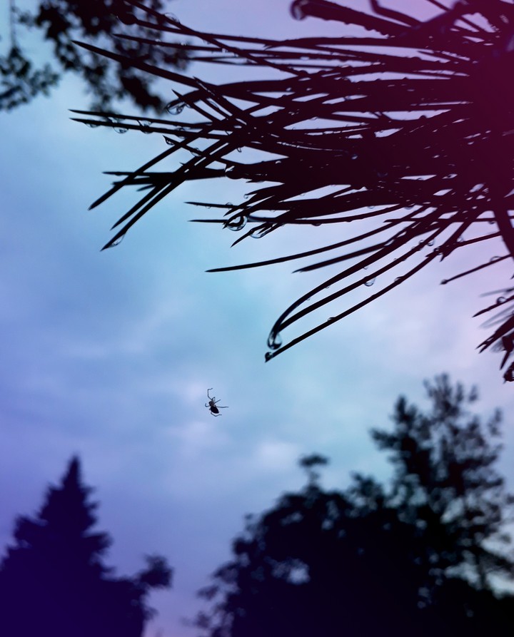 Spider