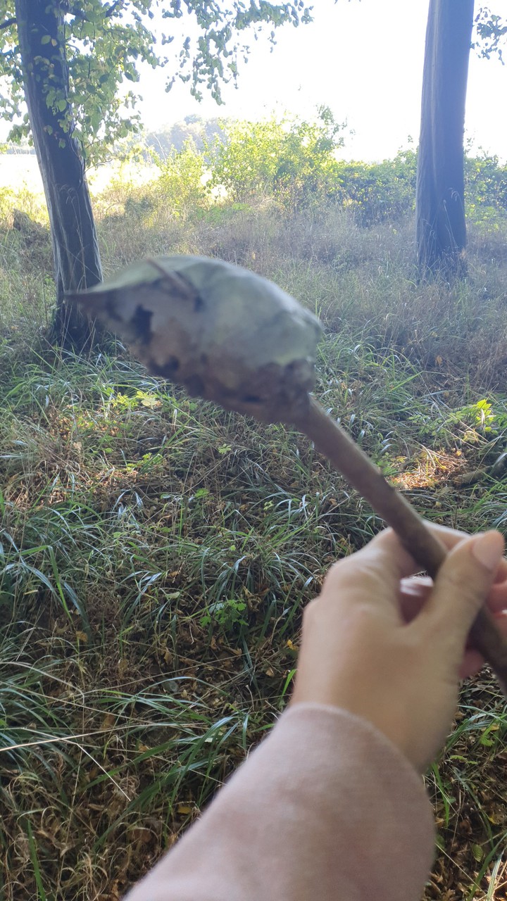 Tiere  Menschen