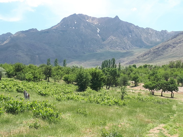 jahanbin