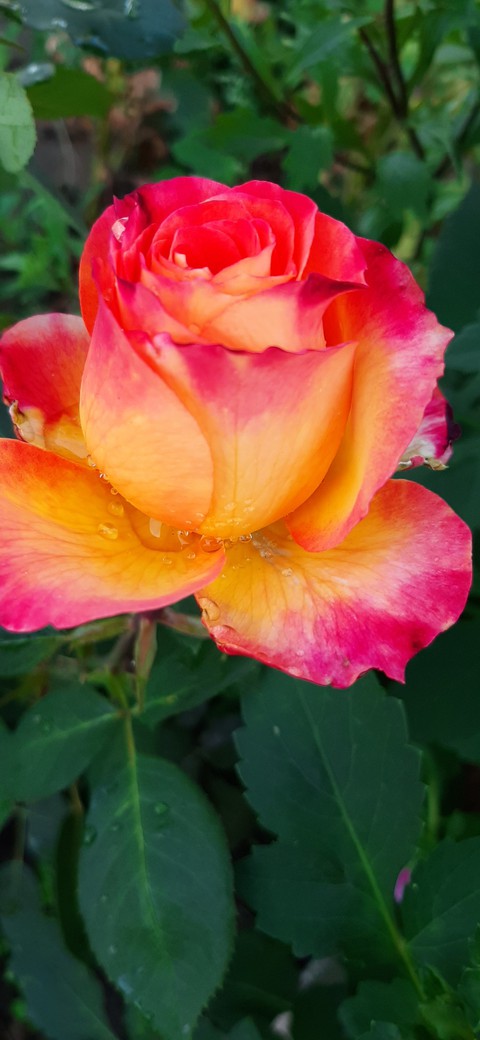 rose