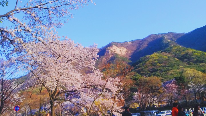 벚꽃핀 산