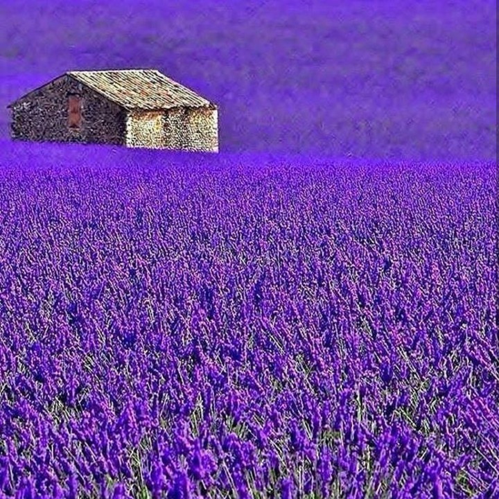 purple