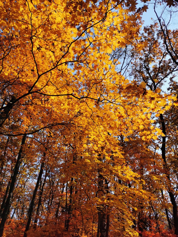 Autumn yelow leaves