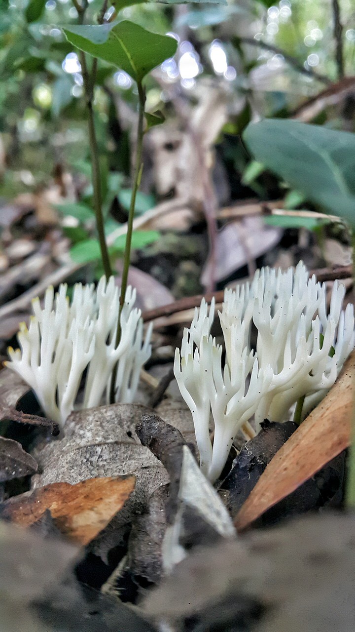 Deer seeds