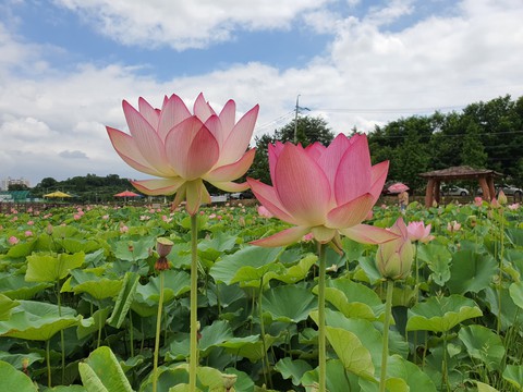 flowers