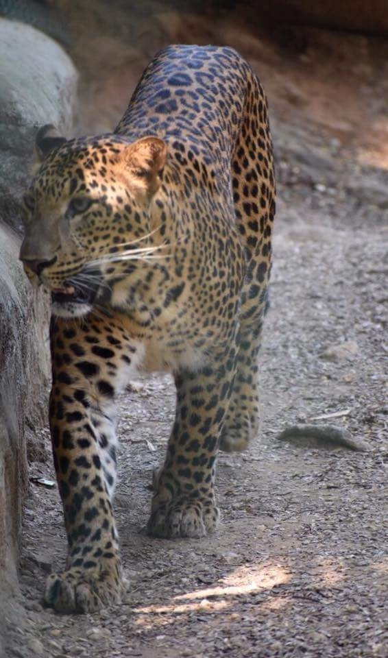 Cheetah