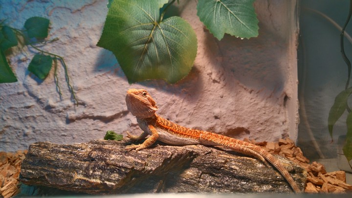 Bearded dragon