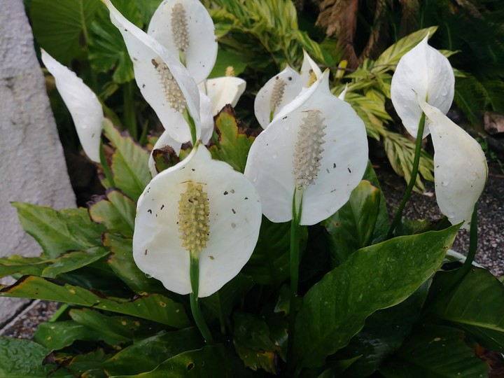 Lilies